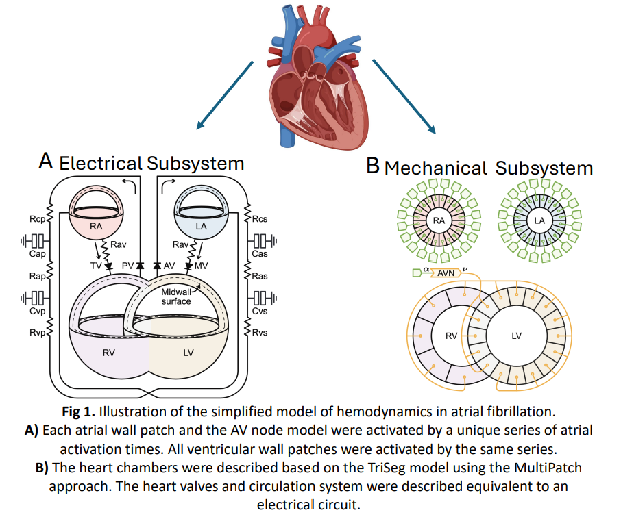 Hemodynamics model
